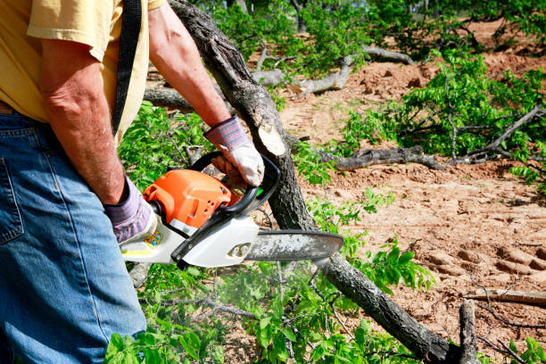 Best Large Tree Removal  in Grover Beach, CA